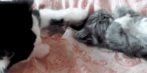 gif (9)