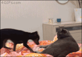 gif (14)