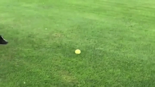 gif (13)