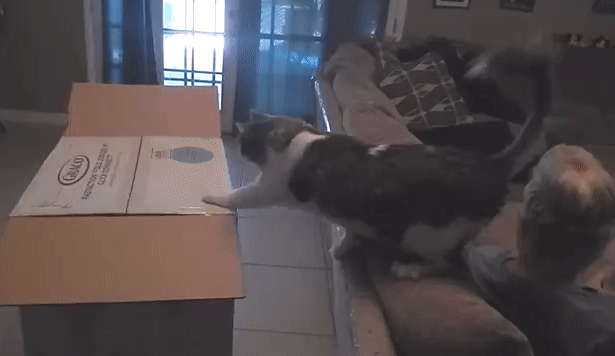 gif (11)