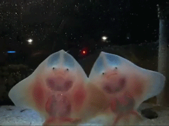 gif (29)