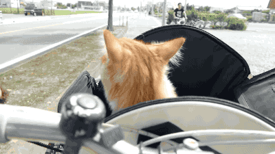 gif (6)