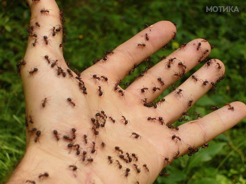 mravki