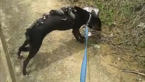 gif (9)