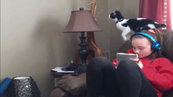 gif (1)