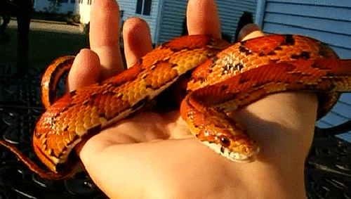 gif (12)