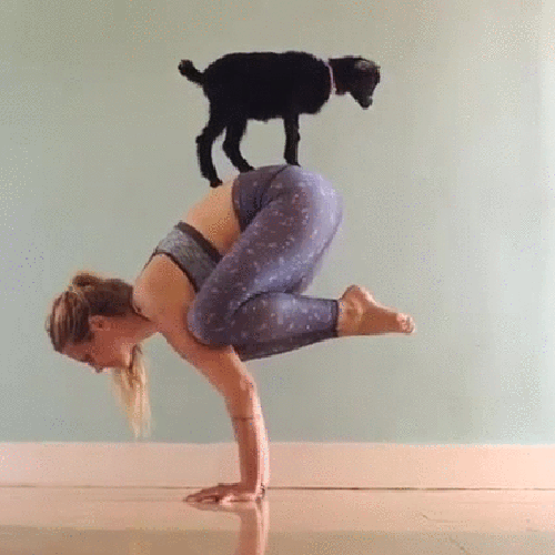 gif (15)