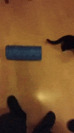 gif (27)