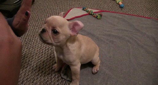 gif (8)