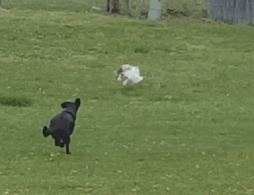 gif (10)
