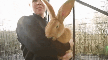 gif (12)