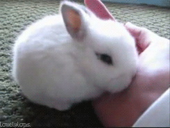 gif (13)
