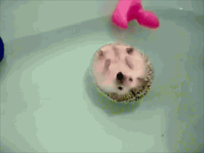 gif (30)