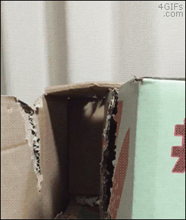 gif (4)