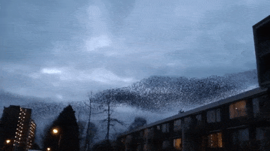 gif (2)