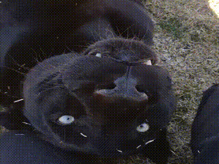 gif (28)