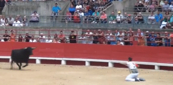 gif (20)
