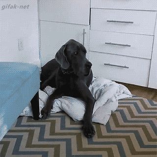 gif (26)