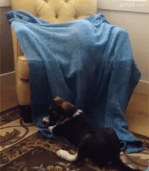 gif (5)