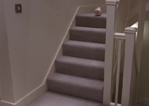 gif (2)