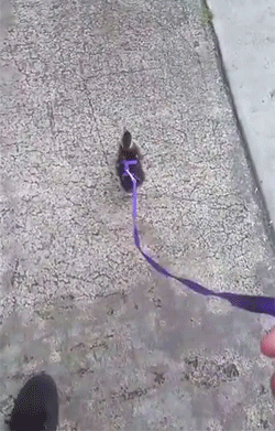 gif (24)
