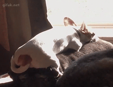 gif (29)