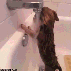 gif (6)