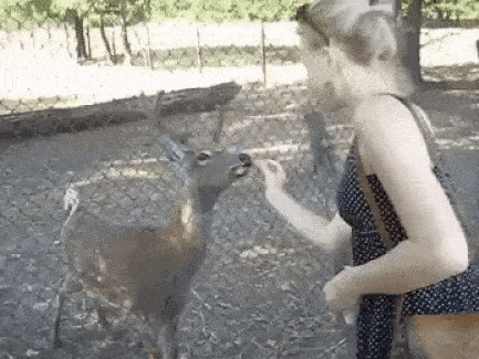 gif (28)