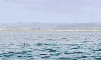 gif (11)