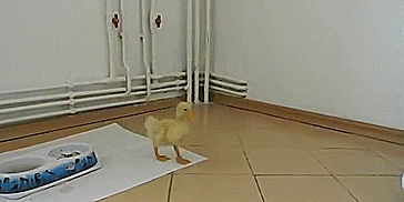 gif (4)