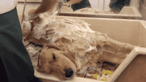 gif (14)