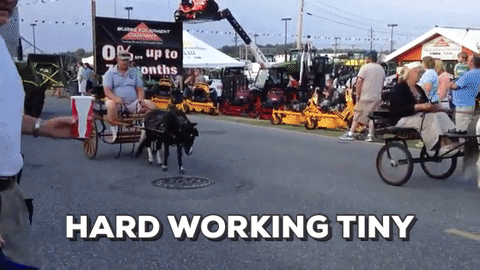 gif (1)