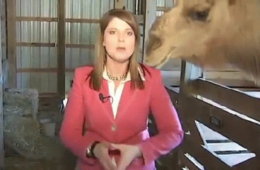 gif (12)