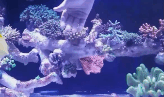 gif (8)