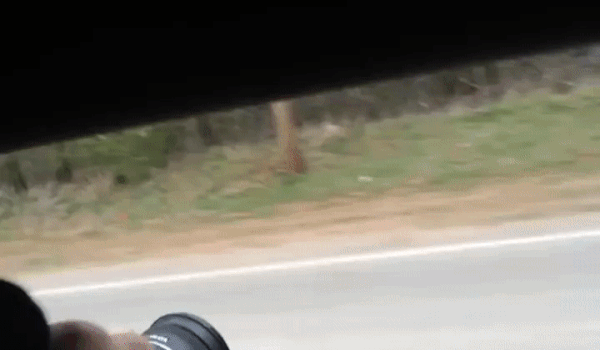 gif (17)