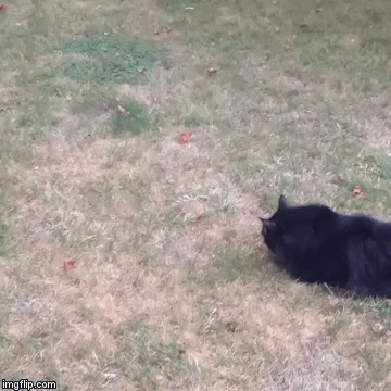 gif (3)