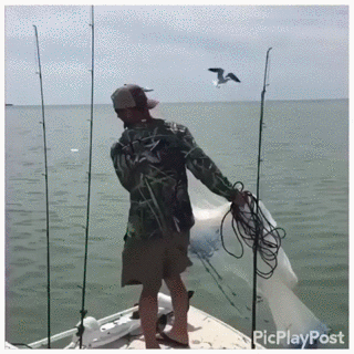gif (8)