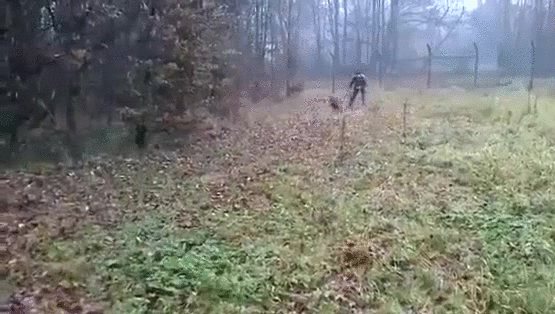 gif (28)