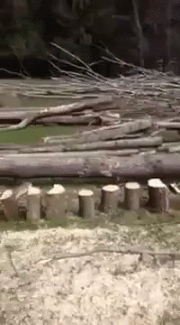 gif (29)