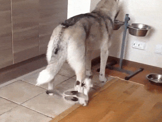 gif (21)