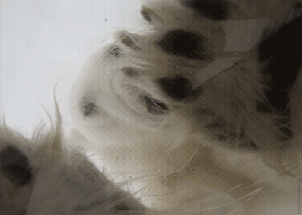 gif (21)