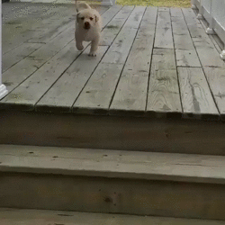 gif (9)