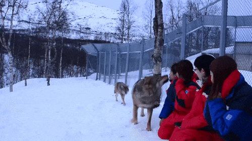 gif (1)