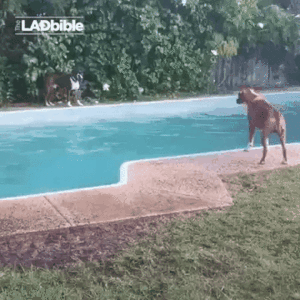gif (16)