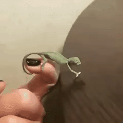 gif (1)