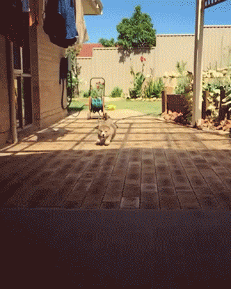 gif (13)