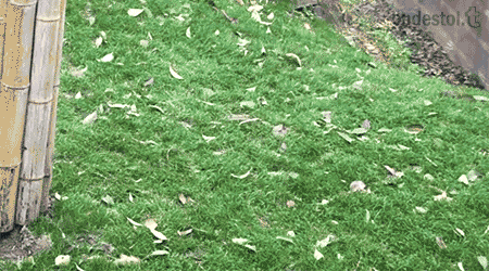gif (16)
