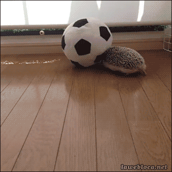 gif (29)