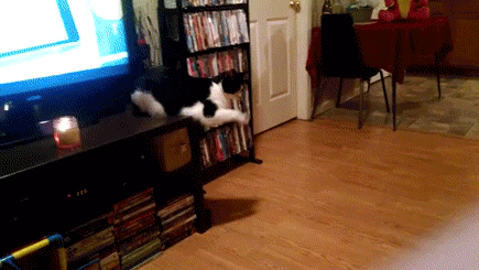 gif (9)