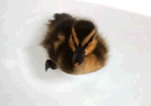 gif (5)